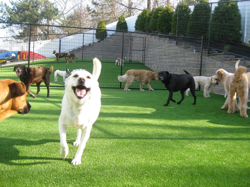 Pet Area Turf