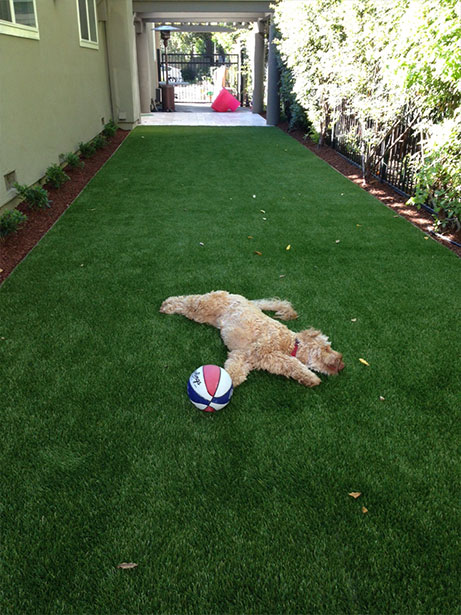 Synthetic Turf For Pets South Florida